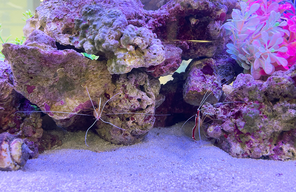 ライブロックの隙間に潜む2匹の海水生のエビと底砂
