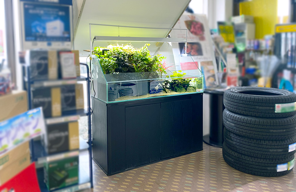 店舗に設置された水草が茂るアクアテラリウム水槽