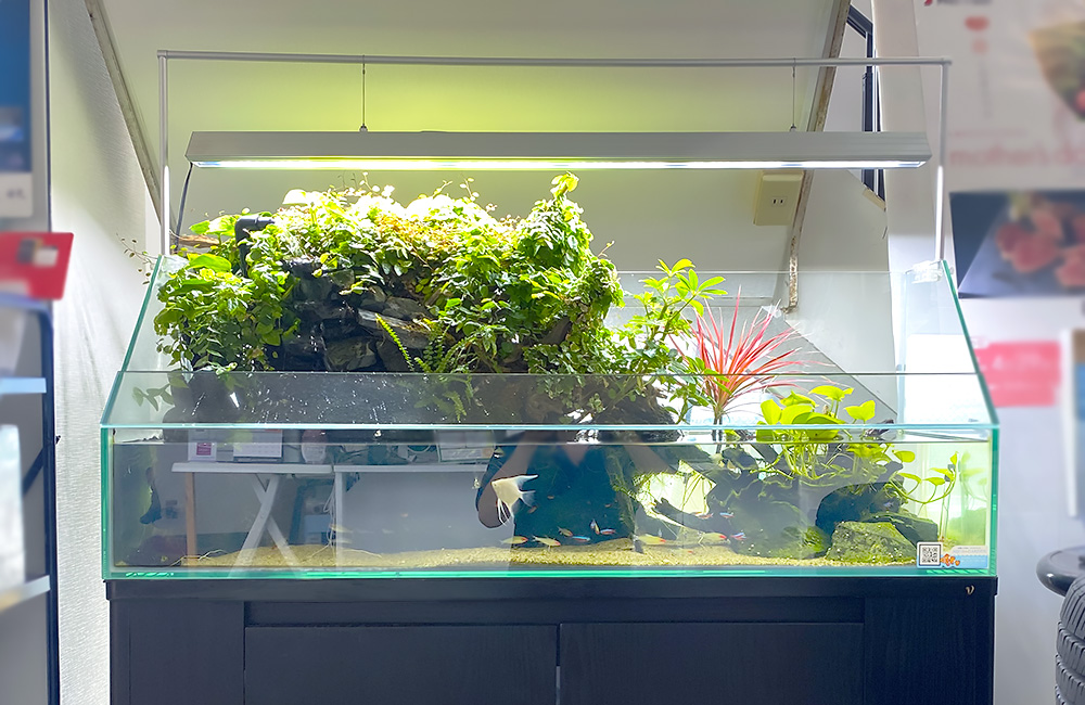 植物が茂るアクアテラリウム水槽と泳ぐエンゼルフィッシュ