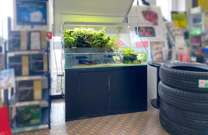 静岡県 ガソリンスタンド様 120cmテラリウム水槽 レンタル事例 その後 水槽画像5