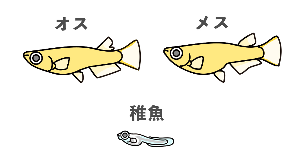 メダカのオスとメスと稚魚の比較イラスト