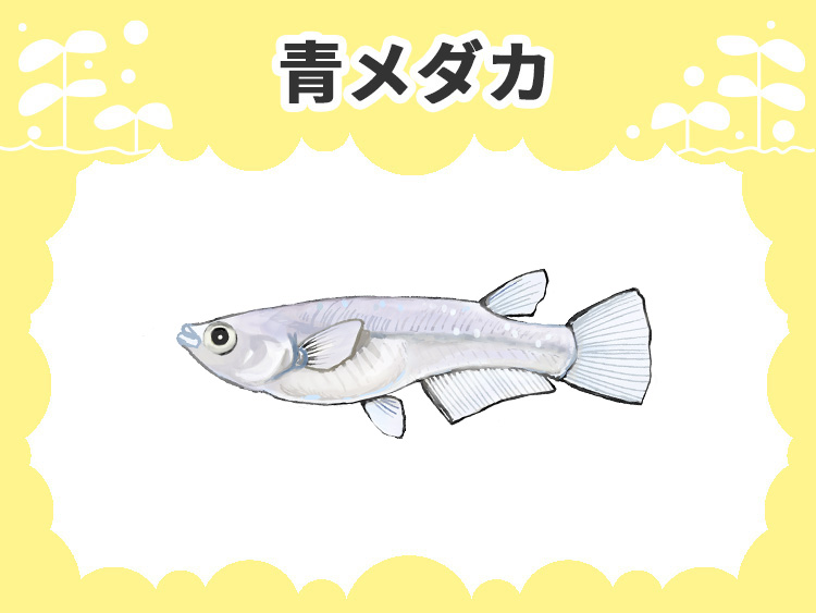 青メダカの文字とメダカのイラストが描かれた見出し画像