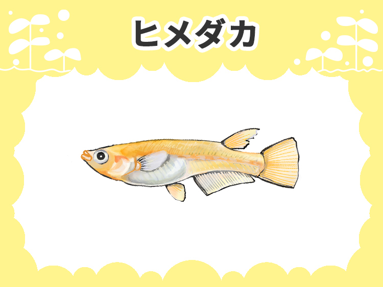 ヒメダカと書かれた文字とメダカのイラストの見出し画像