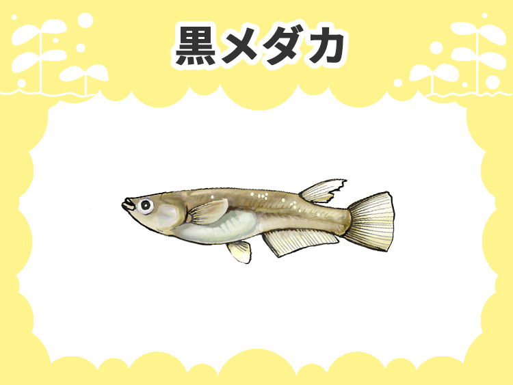 黒メダカの文字とメダカのイラストが描かれた見出し画像