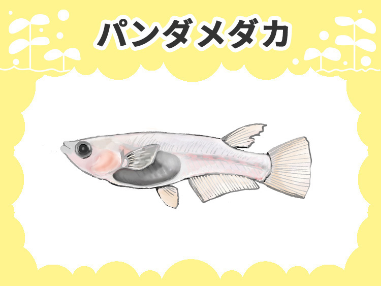 パンダメダカの画像
