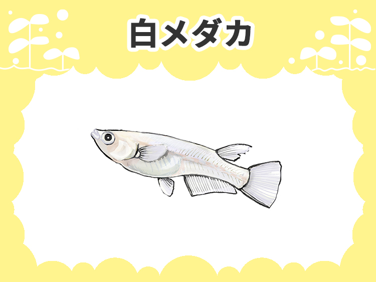 白メダカの文字と白いメダカのイラストが描かれた画像
