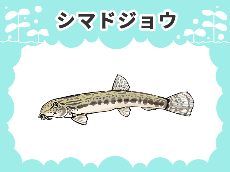シマドジョウのお魚図鑑