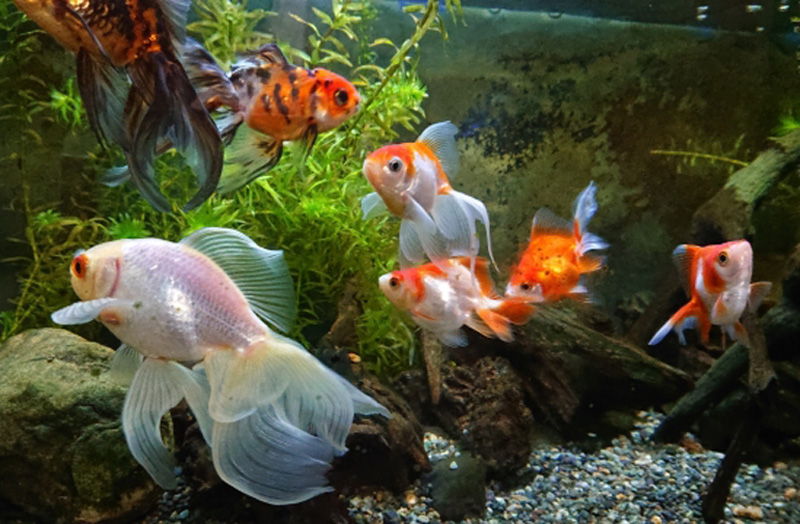 水草や流木が配置された水槽内を泳ぐ数匹の金魚