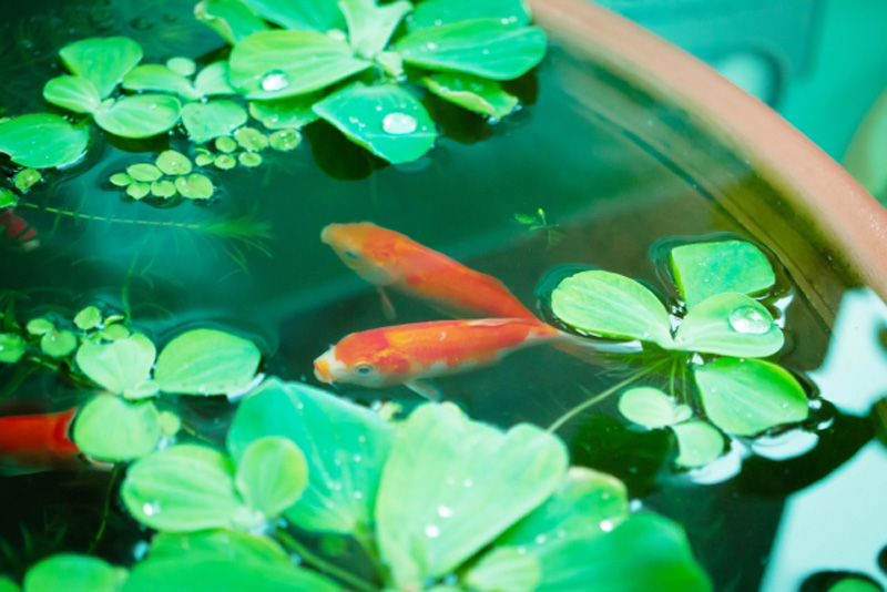睡蓮鉢で浮き草の間を泳ぐ赤い金魚と水面の水滴