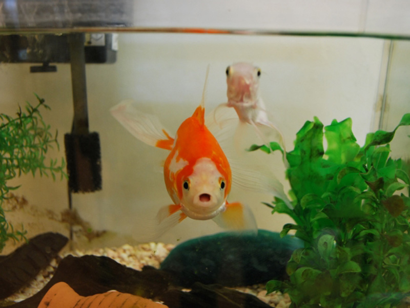 水槽内を泳ぐ紅白の金魚と人工水草のレイアウト