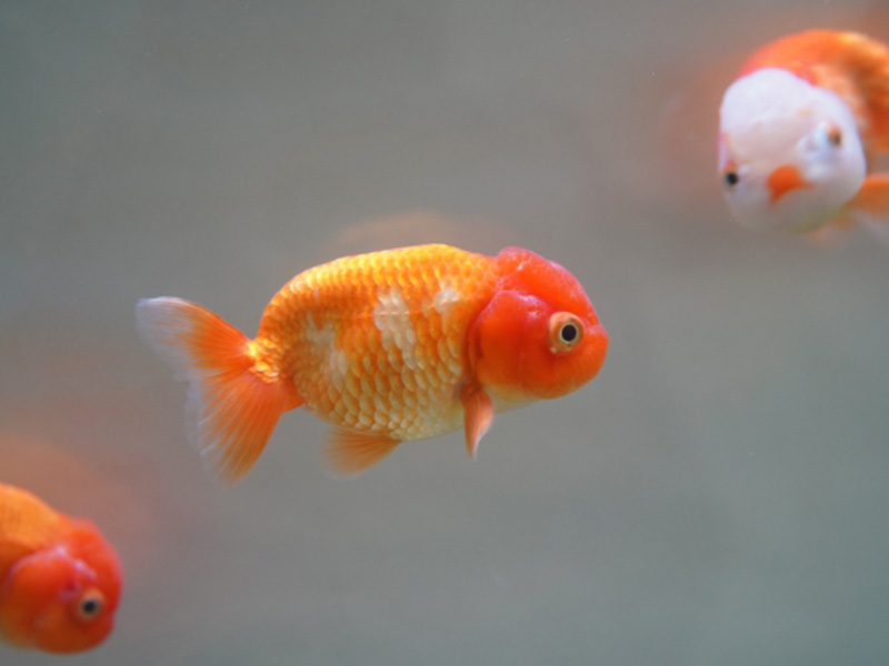 水槽内を泳ぐオレンジ色と白の更紗模様の金魚群