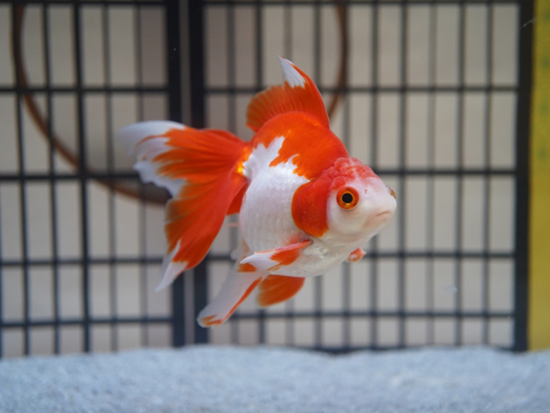 障子を背景に泳ぐ赤白の更紗模様の琉金型の金魚