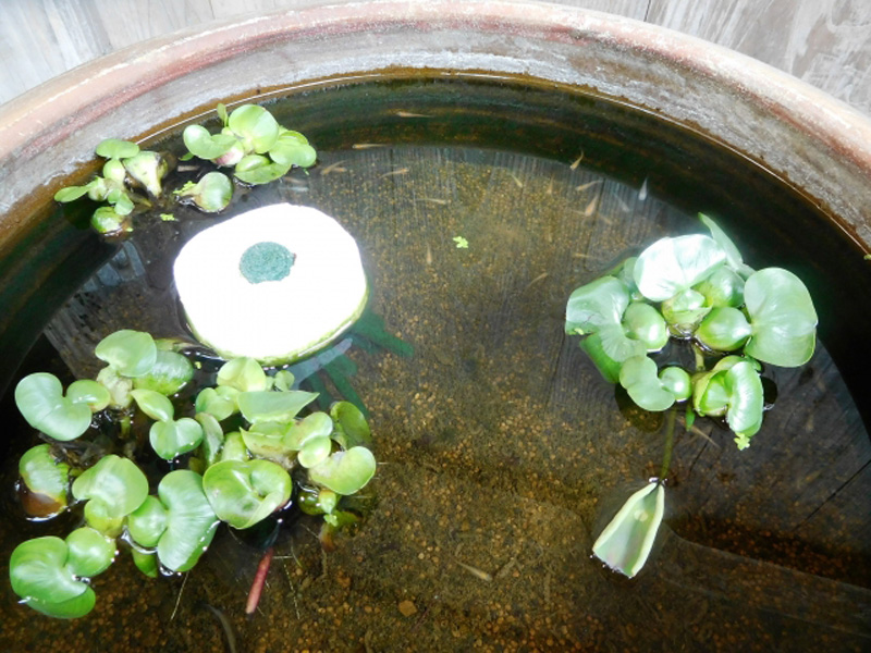 睡蓮鉢に浮かぶ水草とメダカ用の産卵床