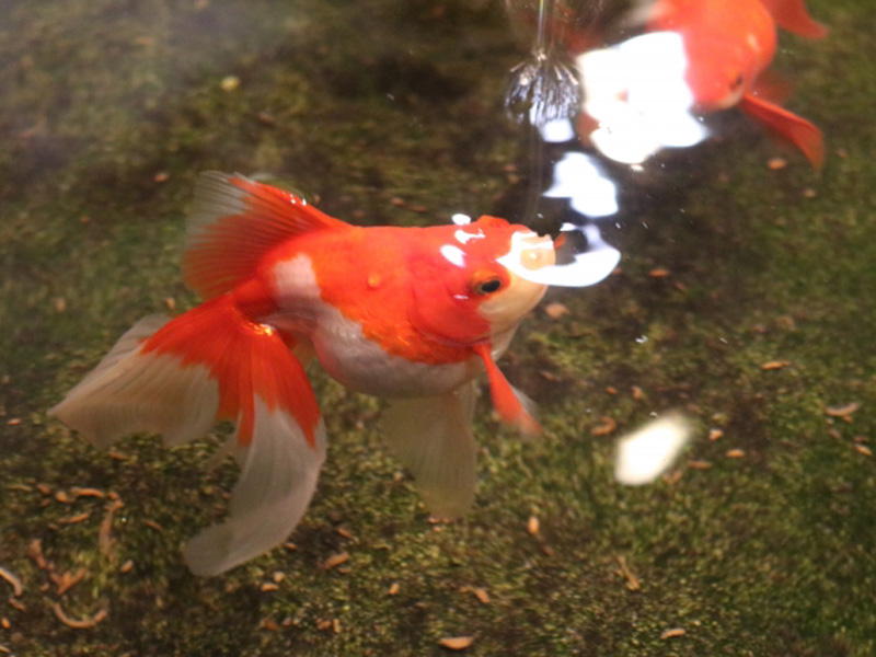水面に口を出す紅白の琉金と苔の生えた底砂面