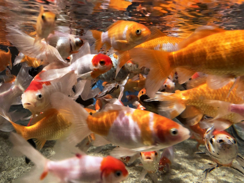 水槽内を群れで泳ぐ赤色や白色の様々な金魚たち