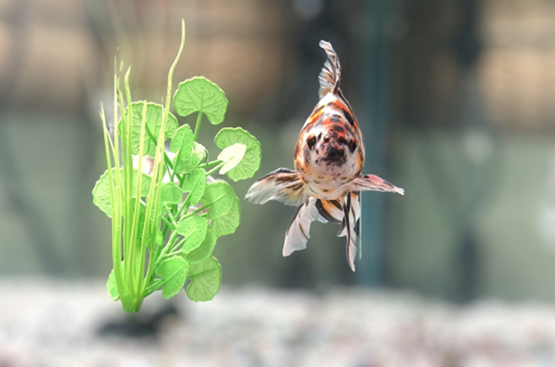 人工水草の横を泳ぐ三色模様の金魚の正面図
