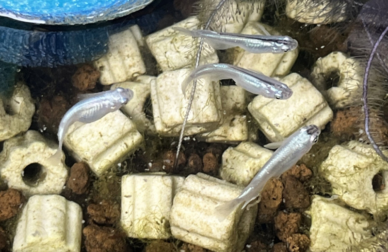 リング状ろ材の上を泳ぐ数匹のメダカと底砂の赤玉土