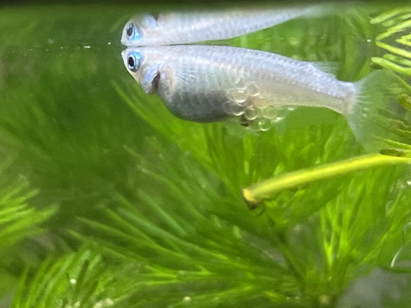 卵を抱えたメダカと水槽内の水草