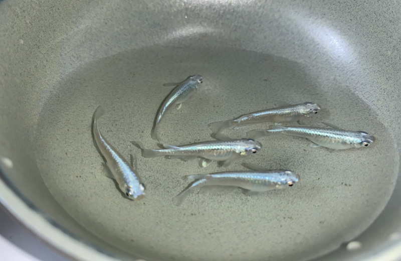 グレーの容器内を泳ぐ数匹のメダカの俯瞰画像