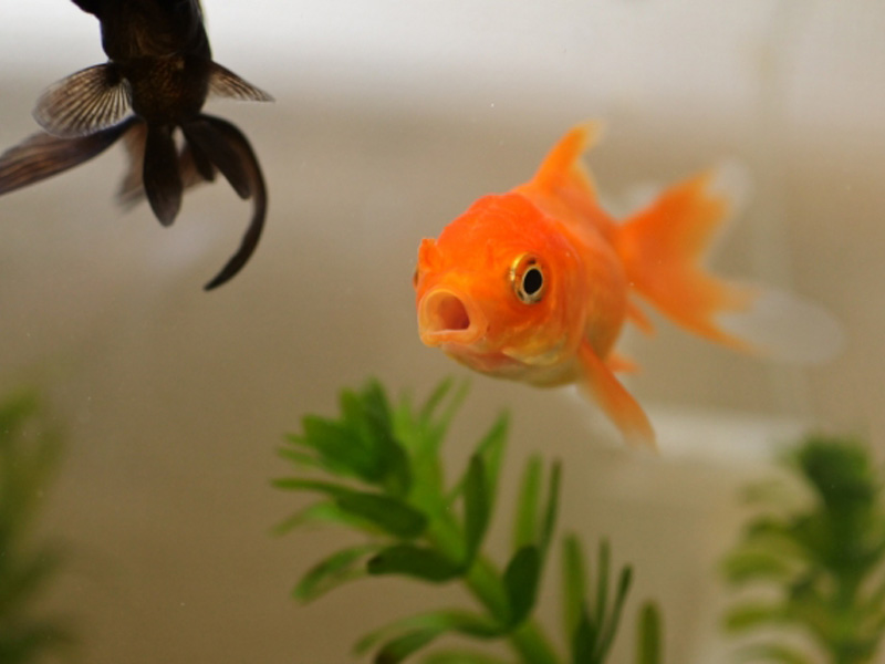 口を開けたオレンジ色の金魚と水草のアナカリス類
