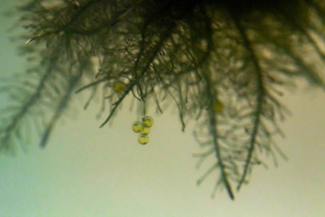 水草の根に付着した複数のメダカの卵
