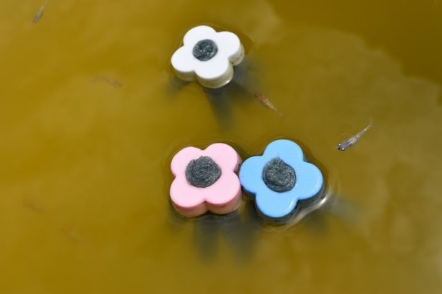 グリーンウォーターに浮かぶ花形のメダカ用産卵床