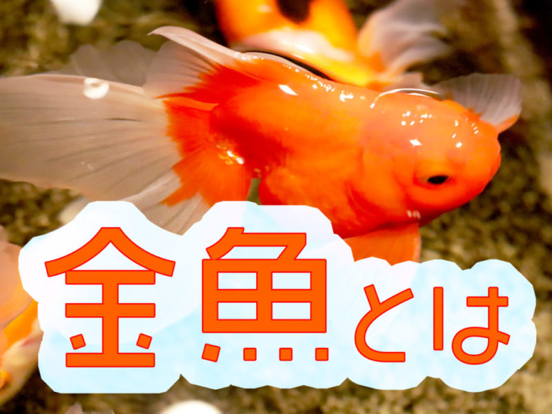 金魚とはの文字テキストと泳ぐ赤い金魚の見出し画像