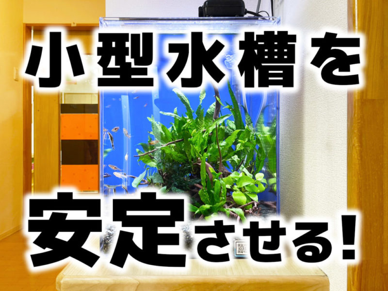 小型水槽を安定させる！の文字と水草が茂る小型水槽の見出し画像