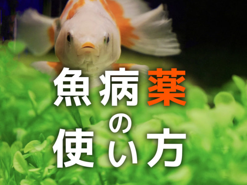 魚病薬の使い方の文字と水草の上を泳ぐ金魚の見出し画像