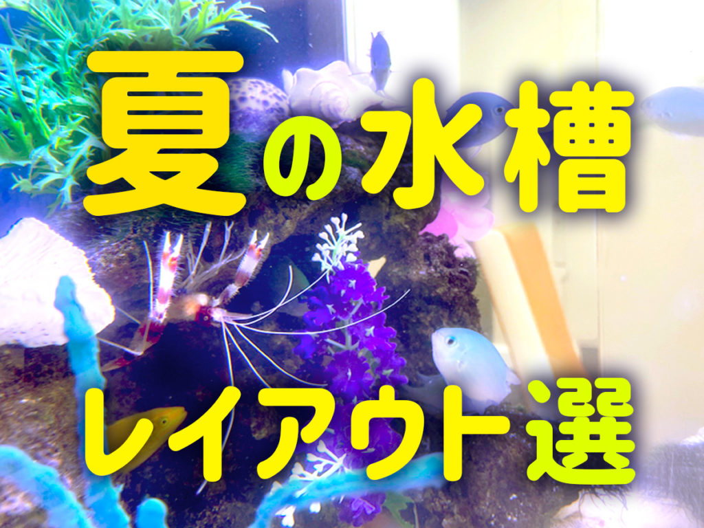 夏の水槽レイアウト10選!涼し気でおしゃれなインテリア水槽を楽しむのサムネイル画像