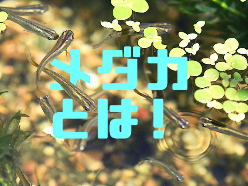 メダカとは！の文字と浮草の間を泳ぐメダカの見出し画像