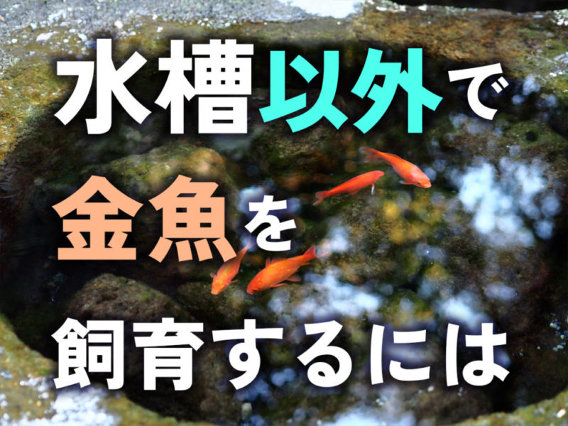 水槽以外で金魚を飼育するにはの文字と石鉢を泳ぐ金魚