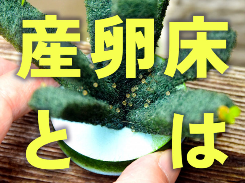 産卵床とはの文字と卵が付着した緑色の産卵床の見出し画像