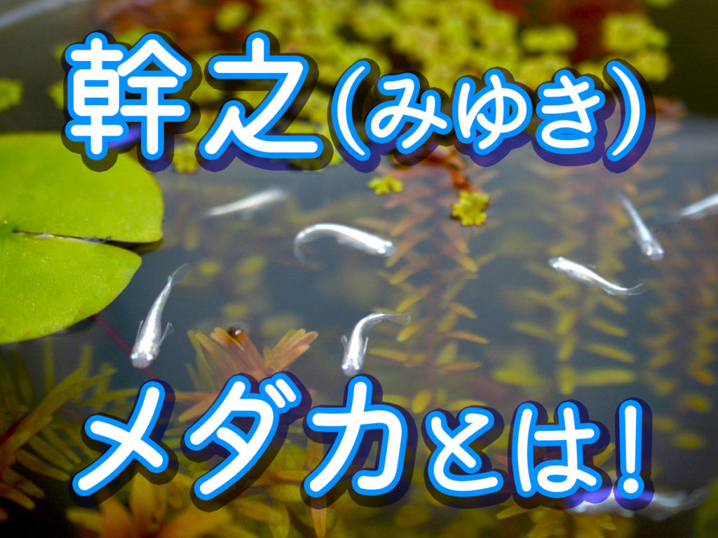 幹之メダカとは！特徴・寿命・飼い方の基本や改良品種を紹介しますのサムネイル画像