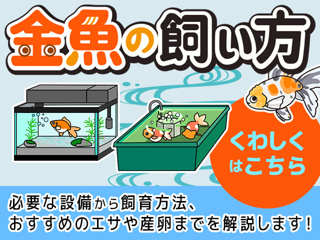 金魚の飼い方と設備やエサを解説する見出し画像