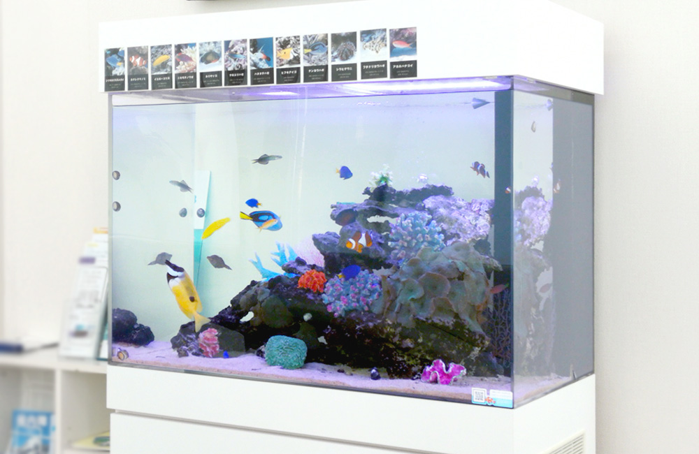 海水魚とサンゴが泳ぐ白い大型水槽の全景