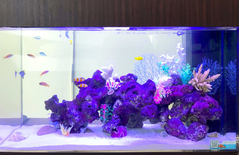 埼玉県 耳鼻科様 90cm水槽をリニューアル! 水槽レンタル事例 水槽画像3