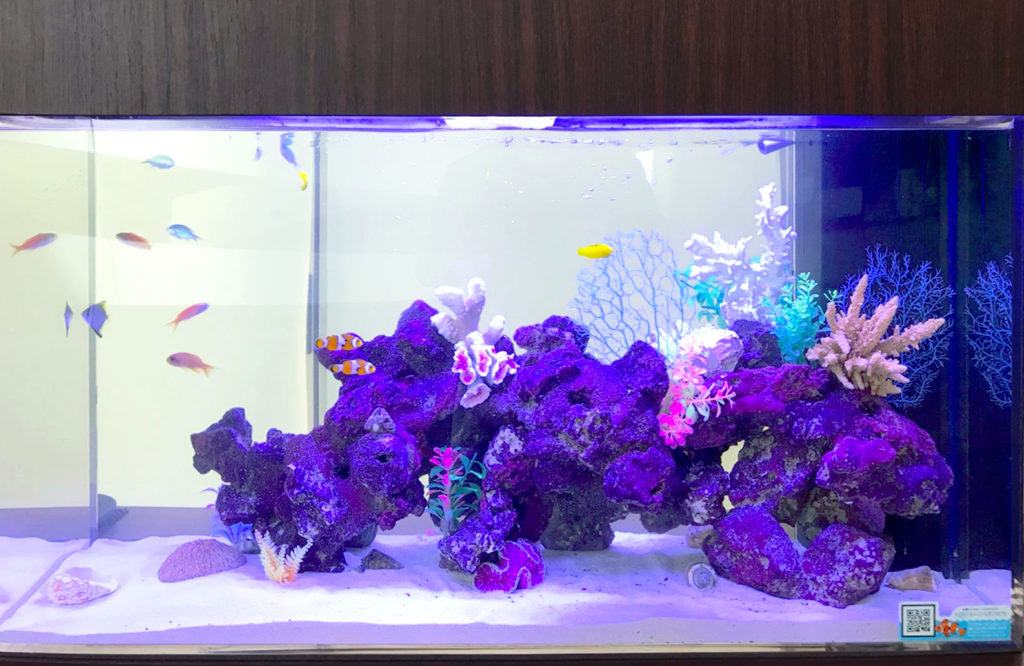 紫のライブロックと海水魚が泳ぐサンゴ水槽の全景