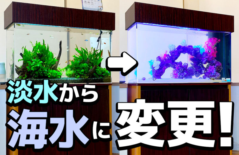 埼玉県 耳鼻科様 90cm水槽をリニューアル! 水槽レンタル事例 水槽画像1