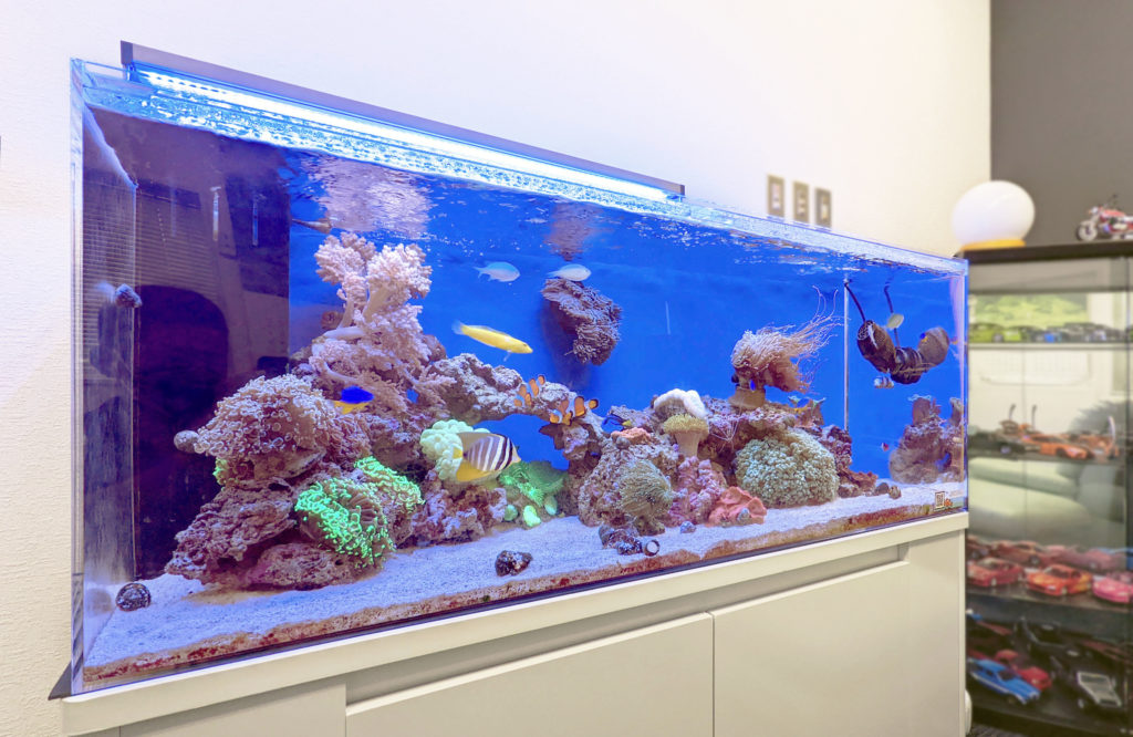 サンゴと海水魚が泳ぐ大型のオーバーフロー水槽