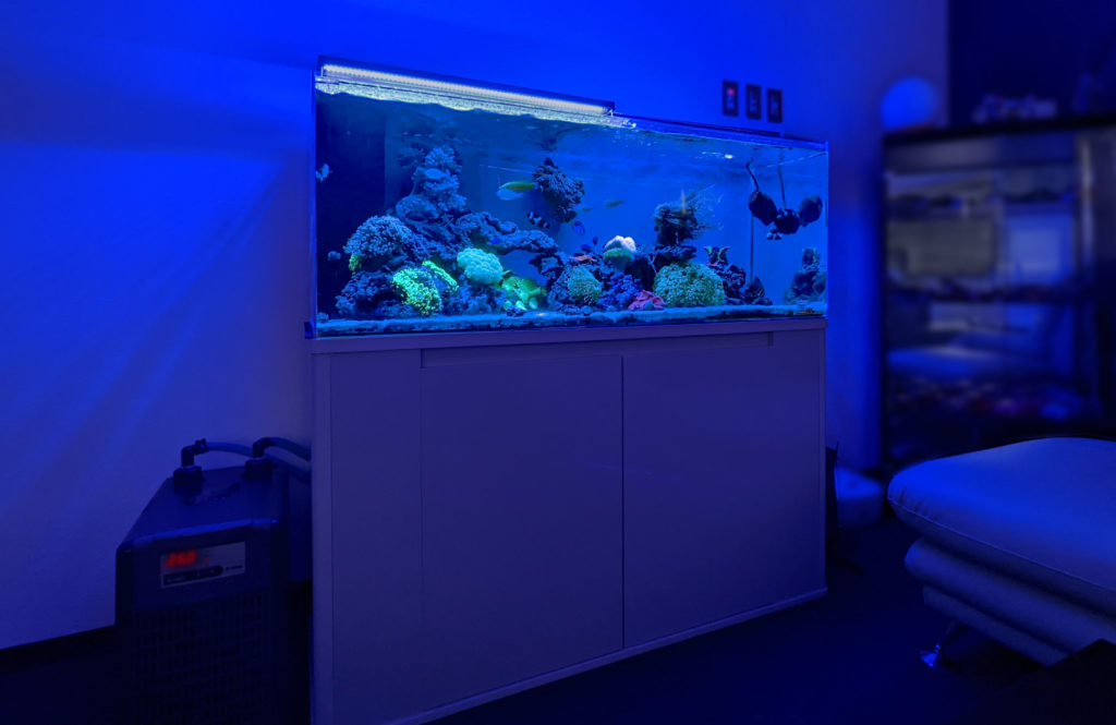 青い照明に照らされたサンゴ礁の海水魚水槽と水槽台