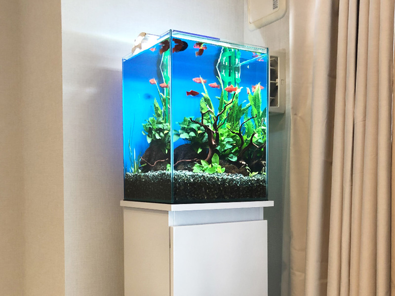 赤い魚と水草が入った青い背景のハイタイプ水槽