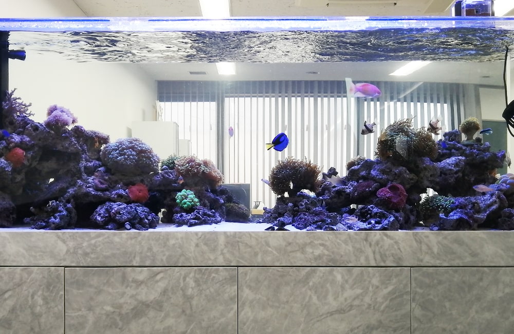 サンゴと海水魚が泳ぐ大型の海水魚水槽