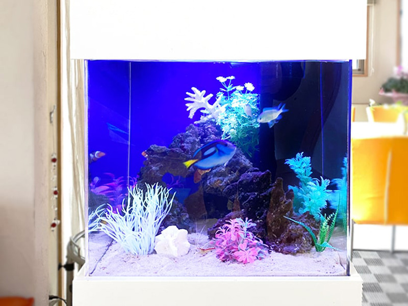青い照明の海水魚水槽と泳ぐナンヨウハギやデバスズメダイ