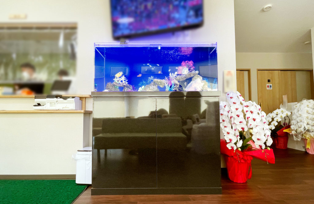 受付に設置された青い照明の海水魚水槽と胡蝶蘭の花