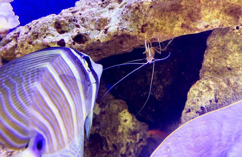 岩陰のエビと向き合う縞模様の海水魚とライブロック