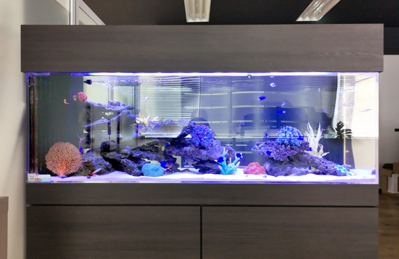 愛知県　オフィス事務所様　大型150cm海水魚水槽　レンタル事例　その後 水槽画像４