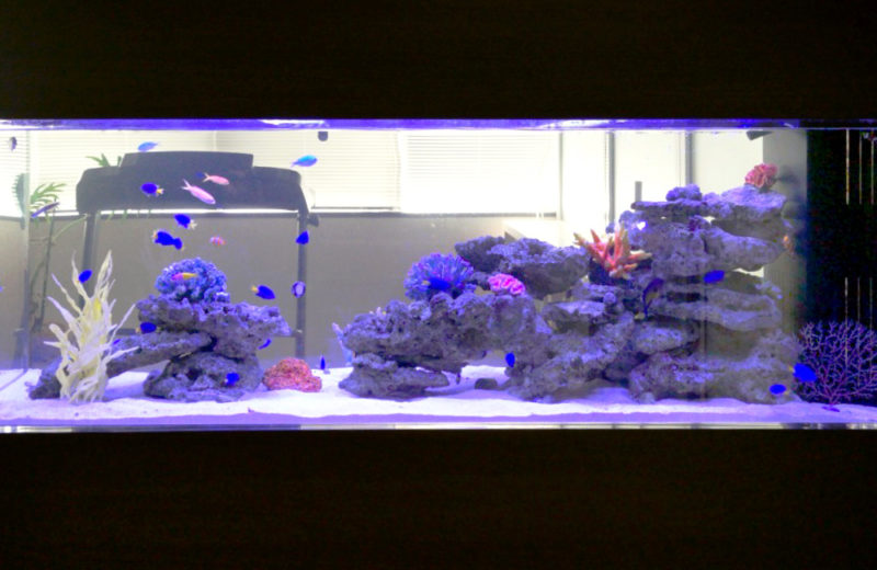 愛知県　オフィス事務所様　大型150cm海水魚水槽　レンタル事例　その後 水槽画像５