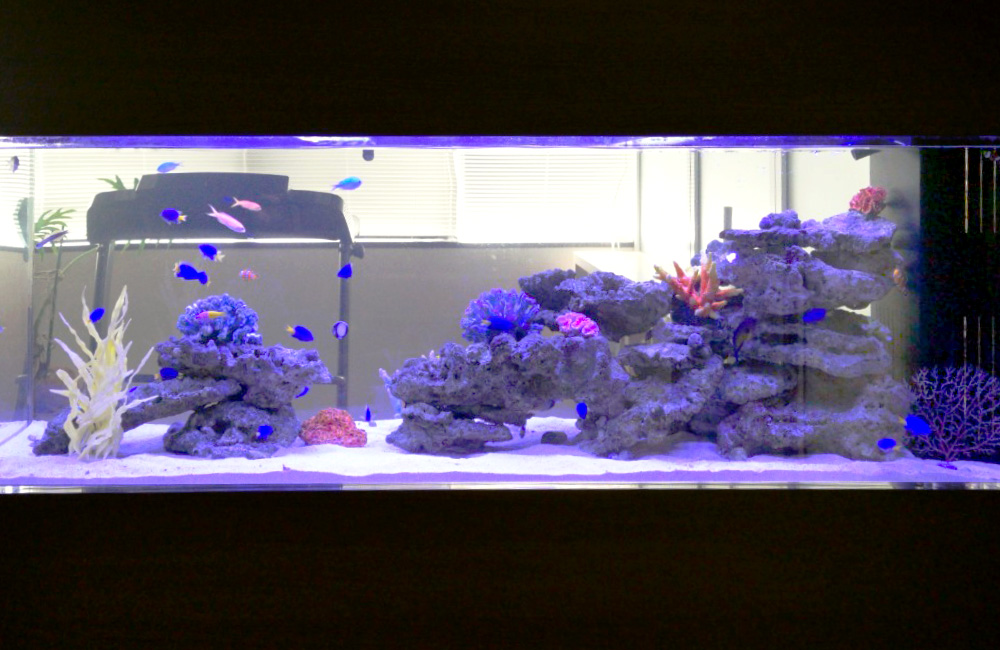 青い熱帯魚が泳ぐ岩組みの海水魚水槽レイアウト