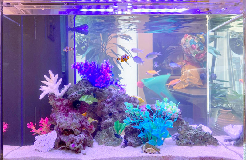 埼玉県 個人宅様 60cm海水魚水槽 水槽レンタル事例 水槽画像2